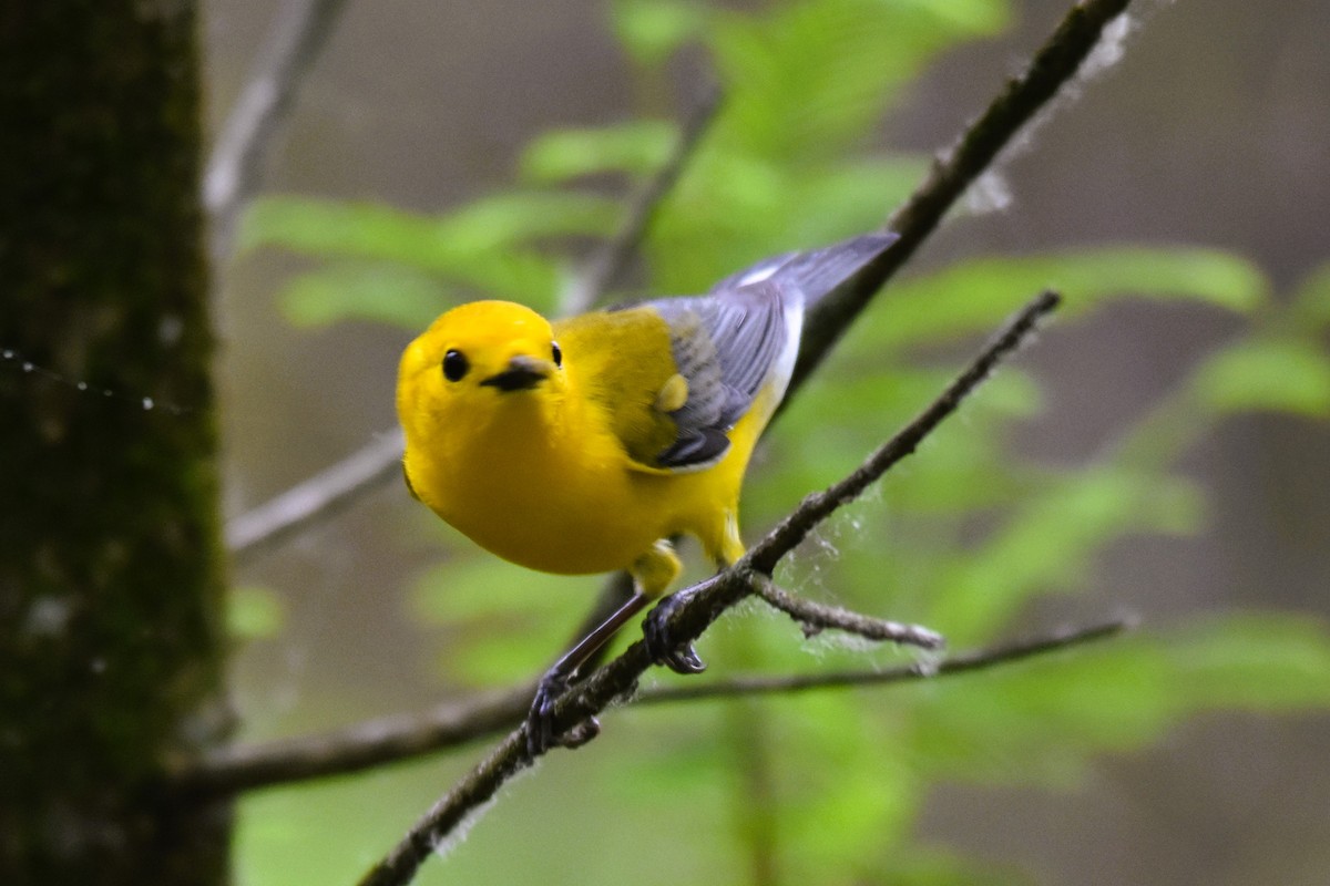Prothonotary Warbler - ML618631574