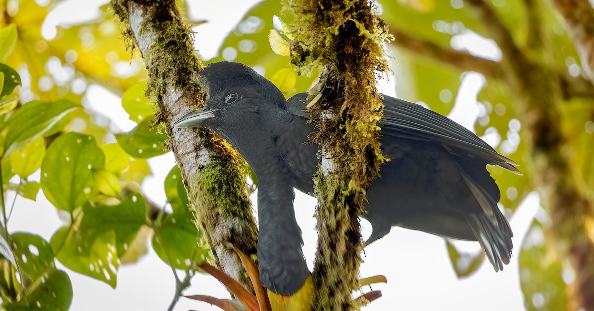 Эквадорская зонтичная птица - ML618631592