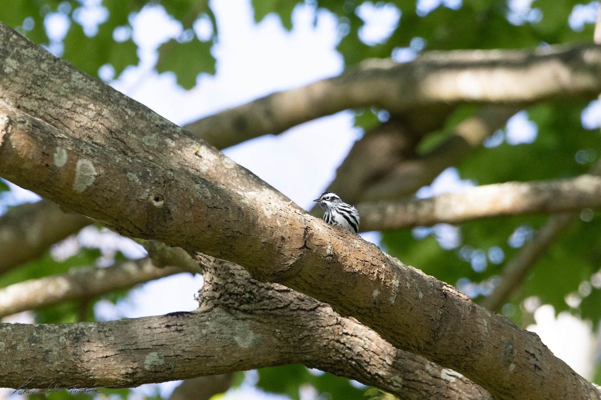 Black-and-white Warbler - ML618631658