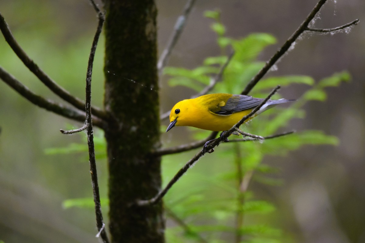 Prothonotary Warbler - ML618631692