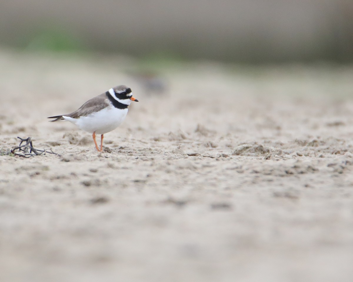 Common Ringed Plover - ML618631698