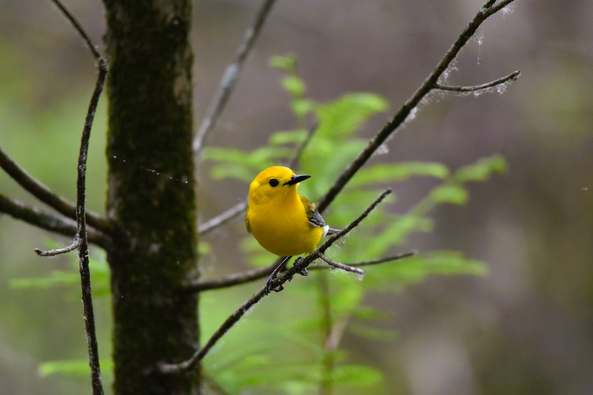 Prothonotary Warbler - ML618631722