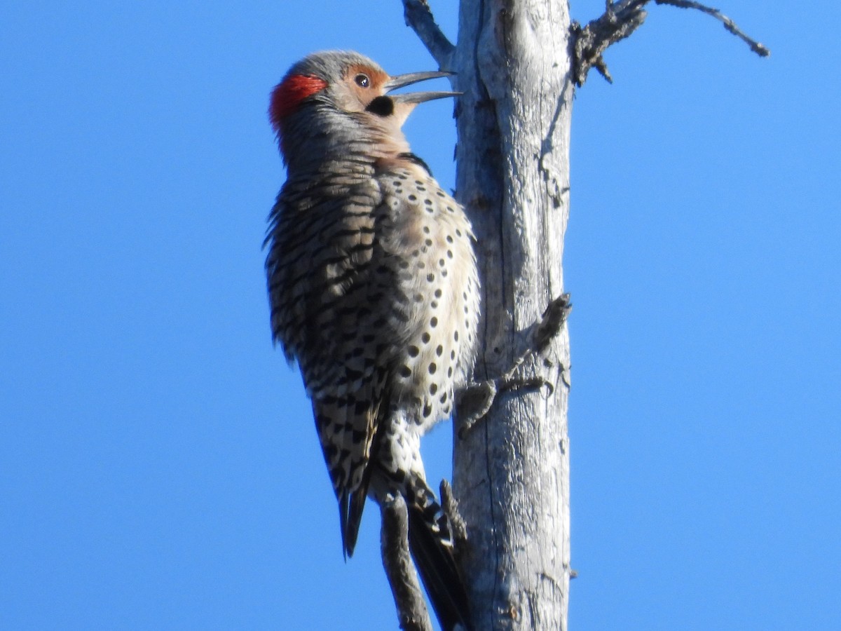 Northern Flicker (Yellow-shafted) - ML618631740