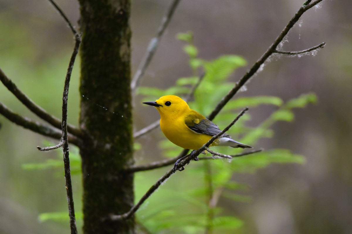 Prothonotary Warbler - ML618631800