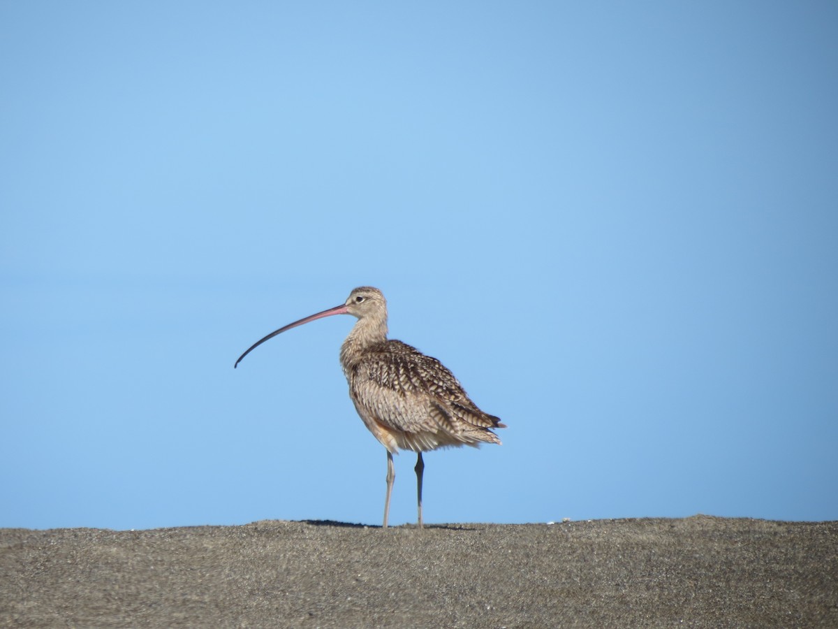 Long-billed Curlew - ML618631816