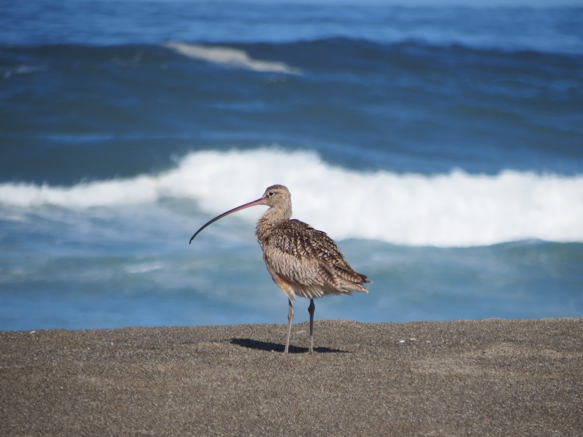 Long-billed Curlew - ML618631817