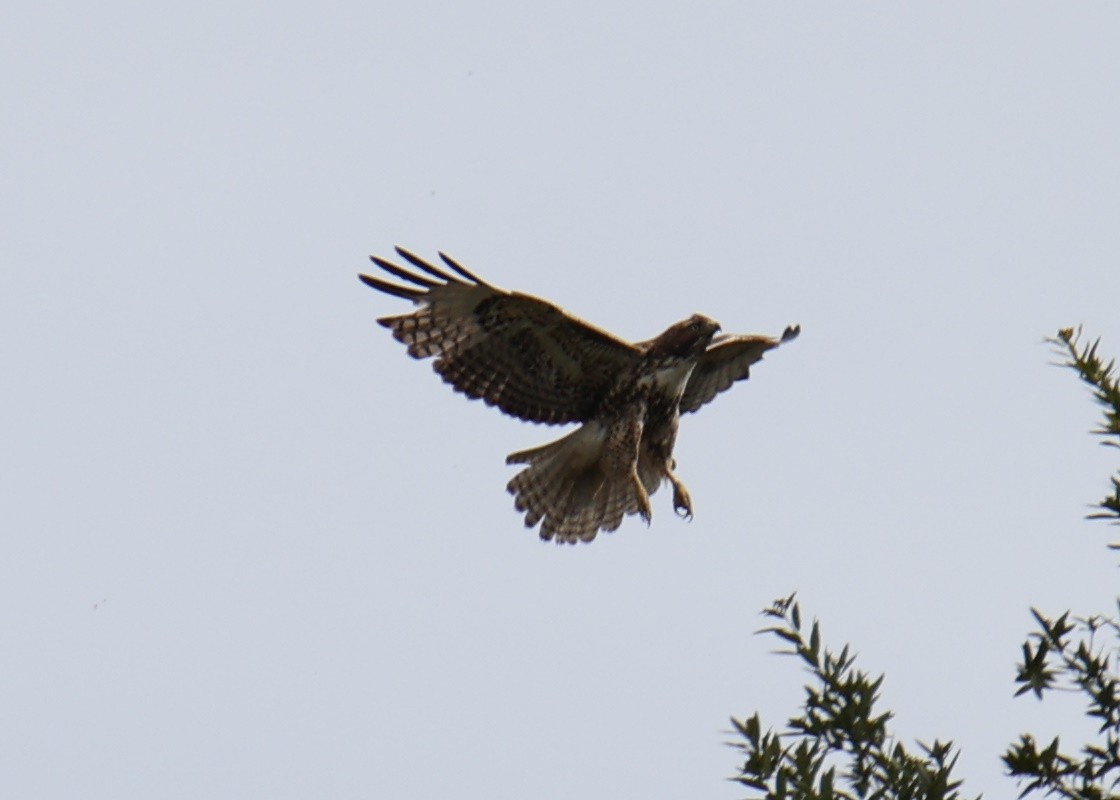 Red-tailed Hawk - ML618631838