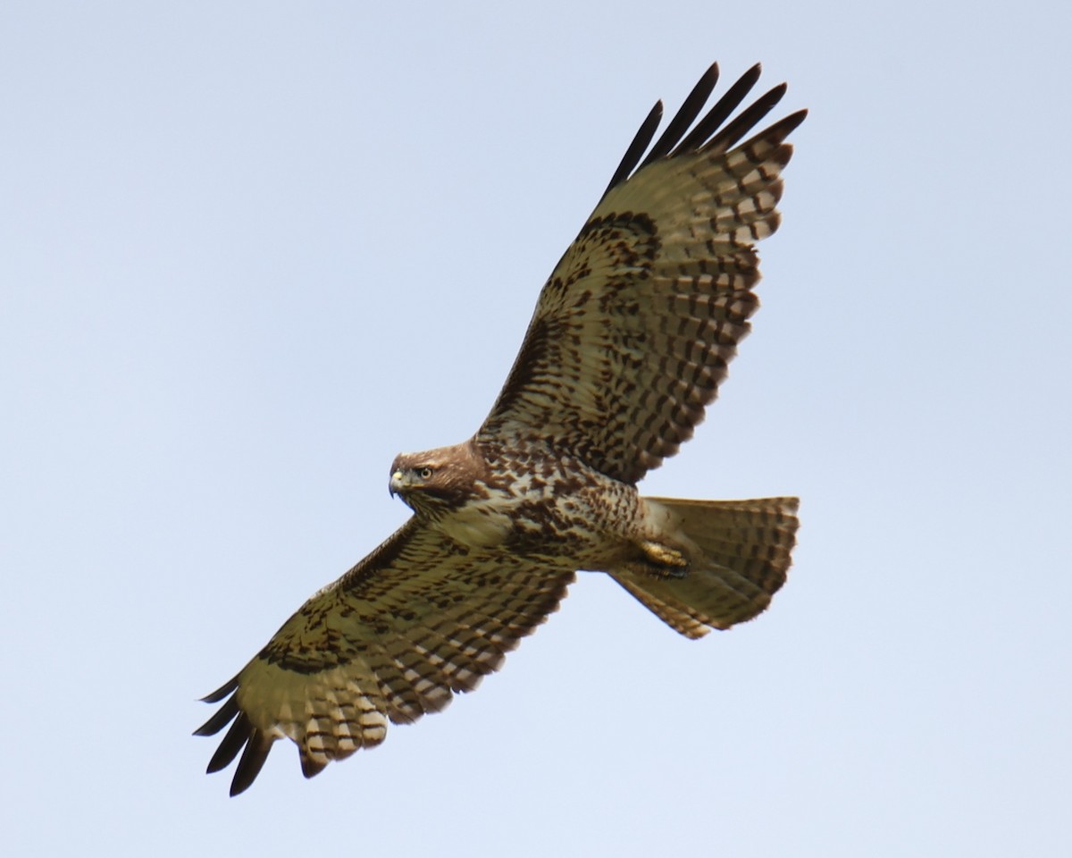 Red-tailed Hawk - ML618631840