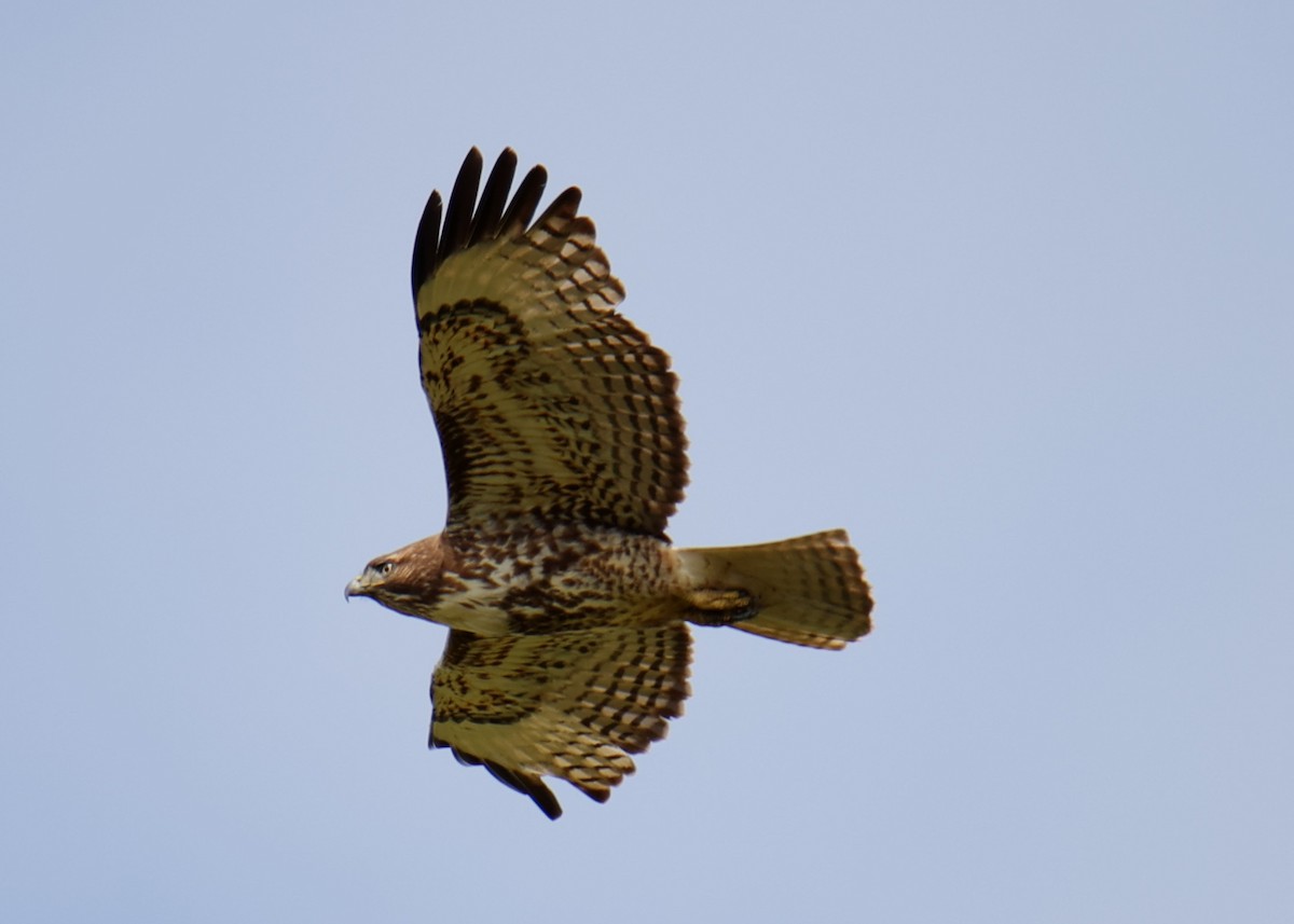 Red-tailed Hawk - ML618631841