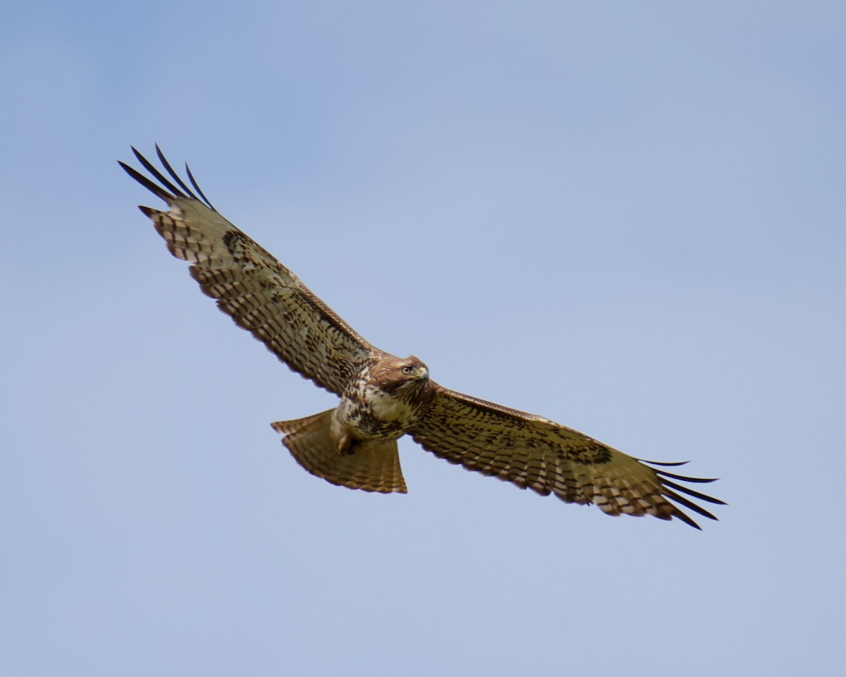 Red-tailed Hawk - ML618631842