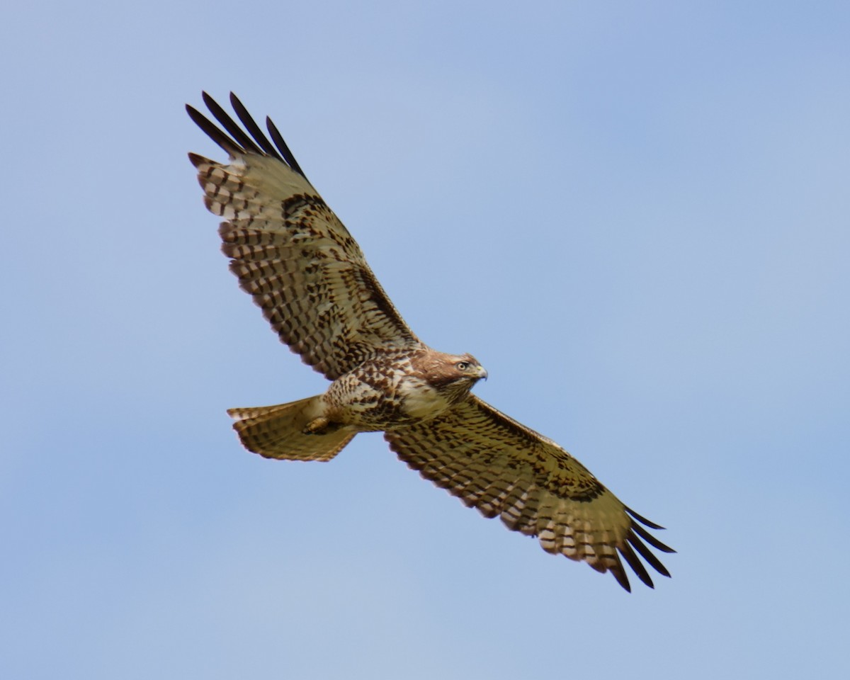 Red-tailed Hawk - ML618631843