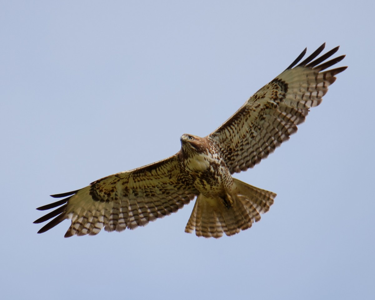 Red-tailed Hawk - ML618631844