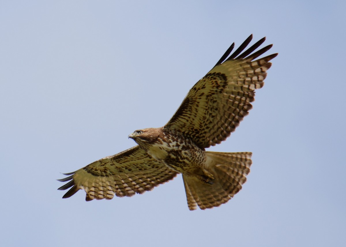 Red-tailed Hawk - ML618631845