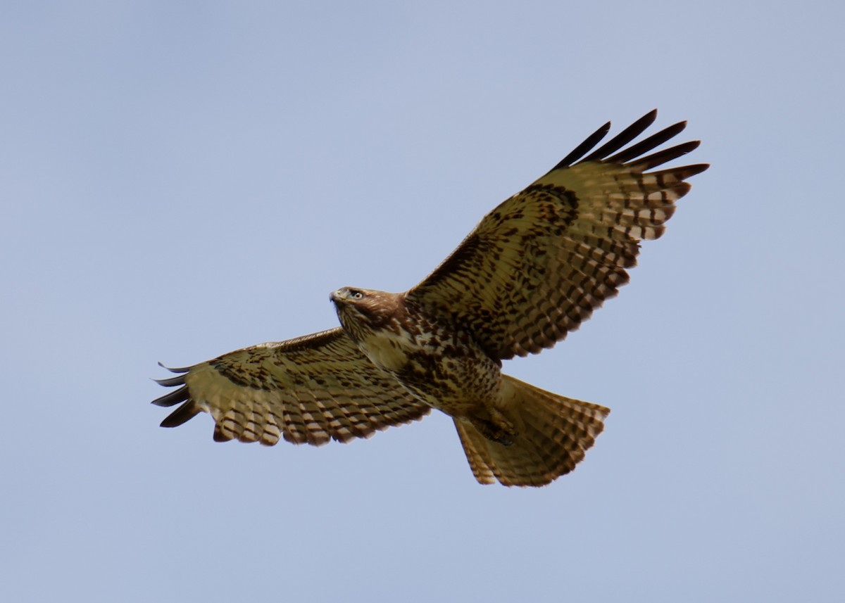 Red-tailed Hawk - ML618631846