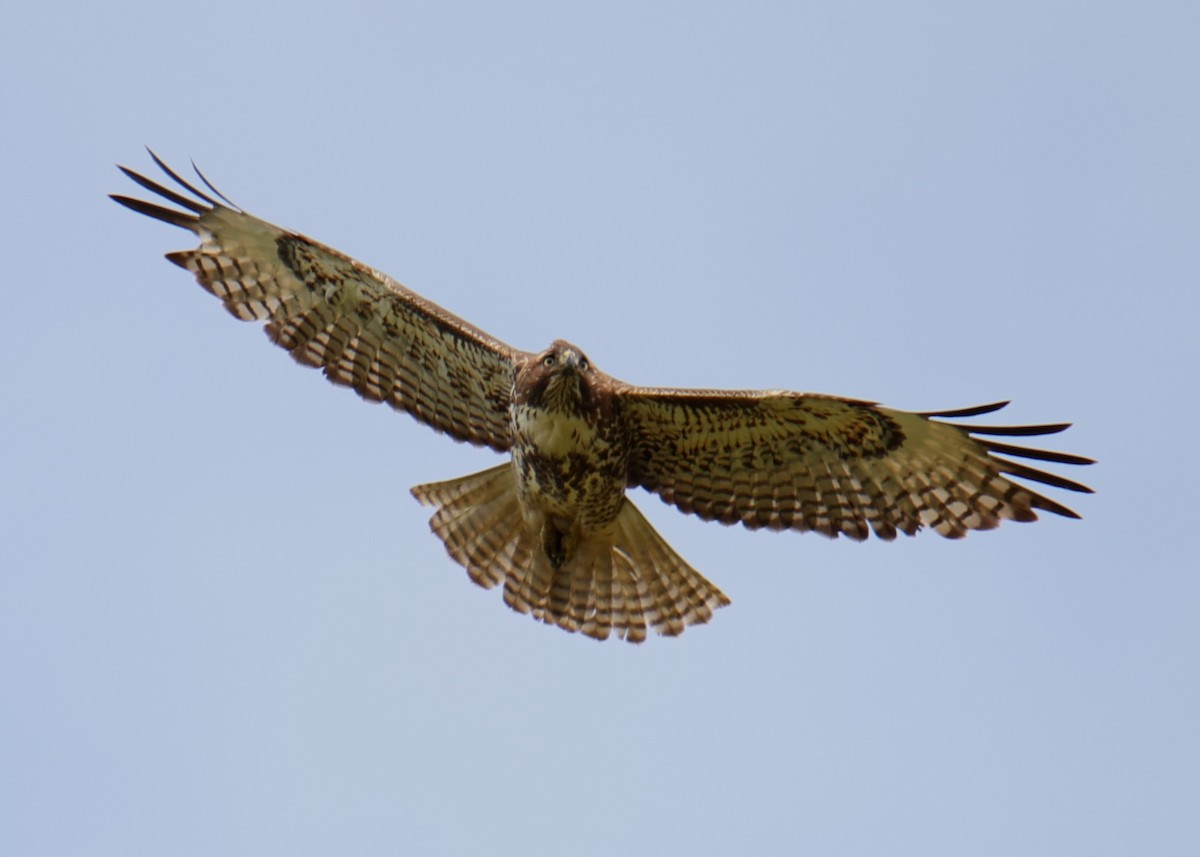 Red-tailed Hawk - ML618631847
