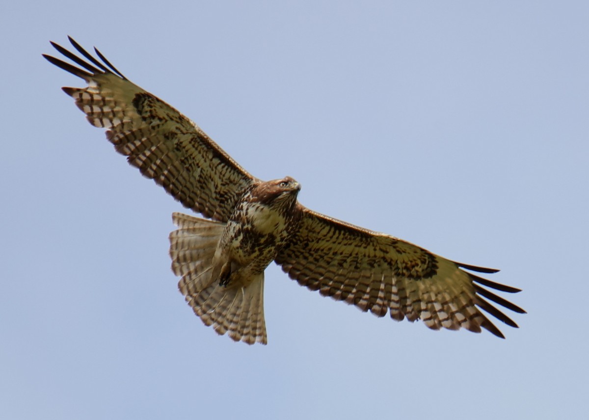 Red-tailed Hawk - ML618631848