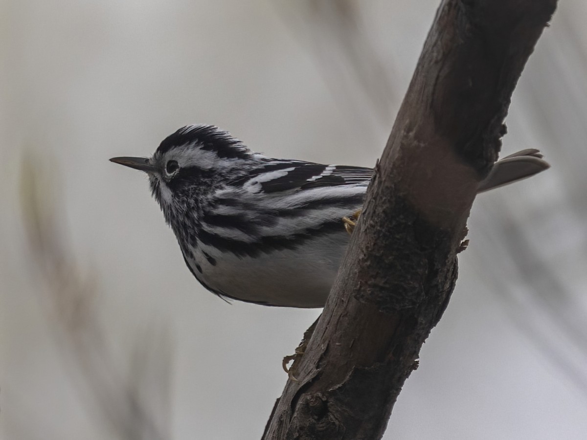 Black-and-white Warbler - ML618631870