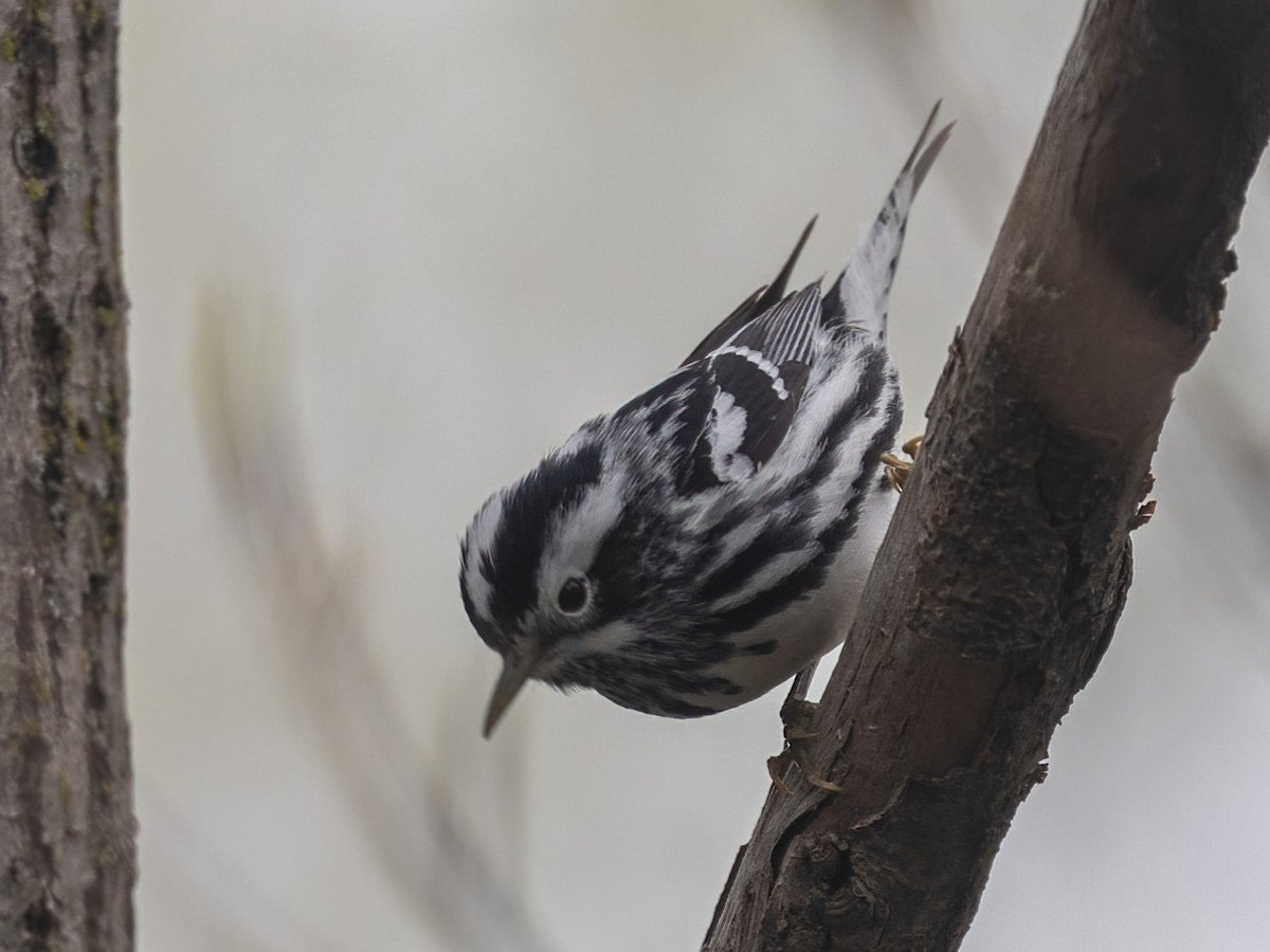 Black-and-white Warbler - ML618631871
