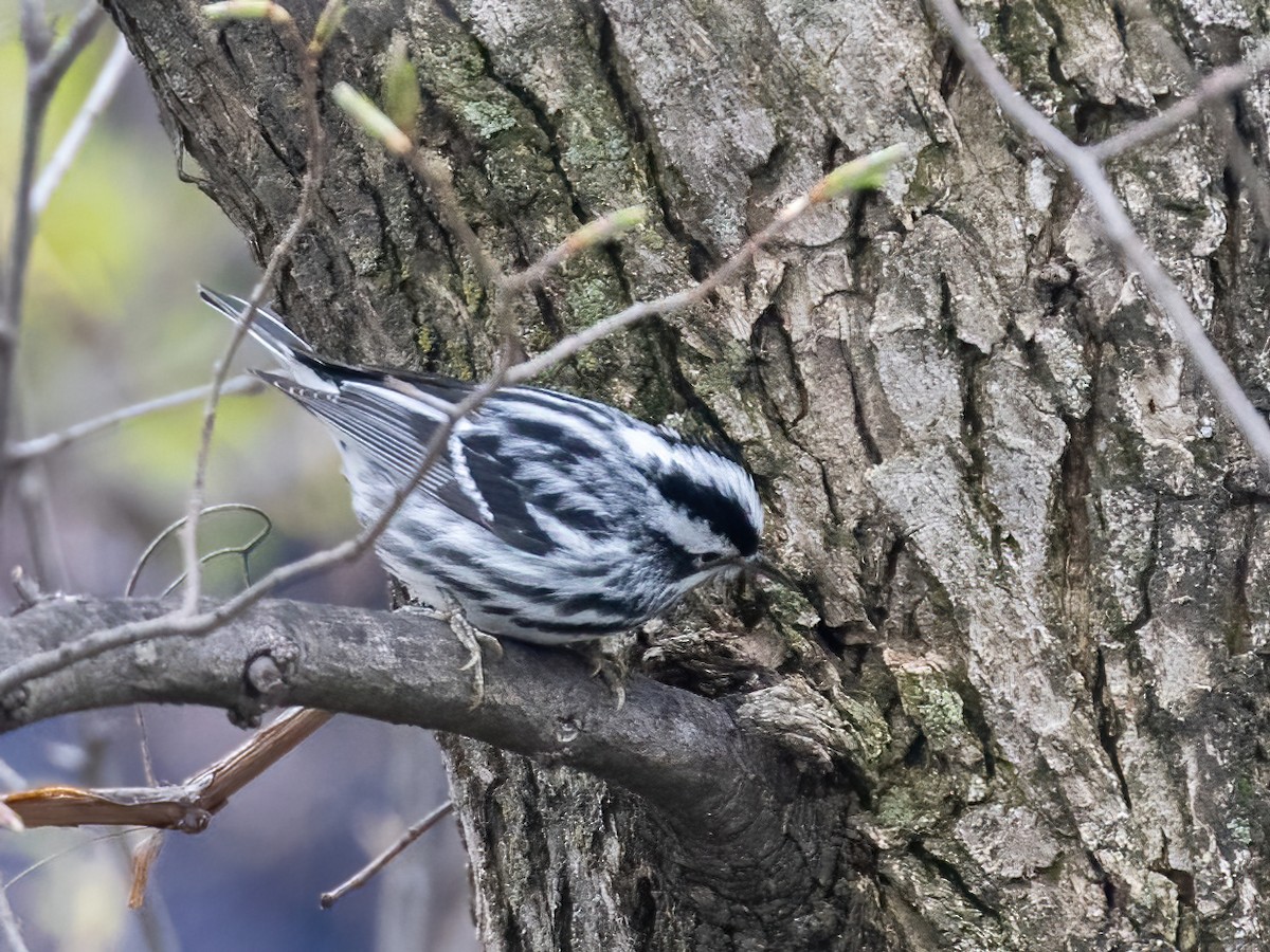 Black-and-white Warbler - ML618631872