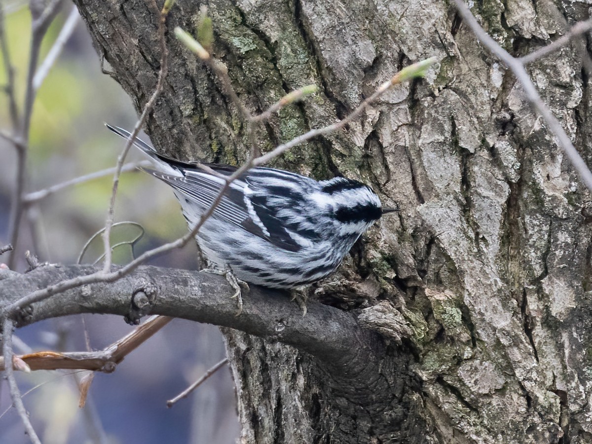 Black-and-white Warbler - ML618631873
