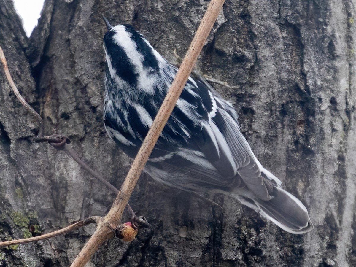 Black-and-white Warbler - ML618631874