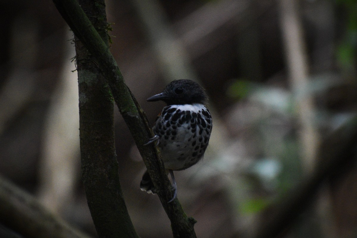 Spotted Antbird - ML618631876