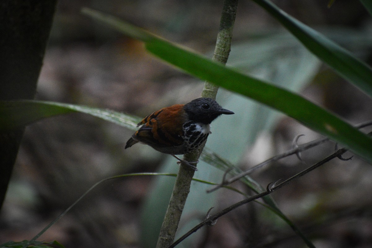 Spotted Antbird - ML618631877