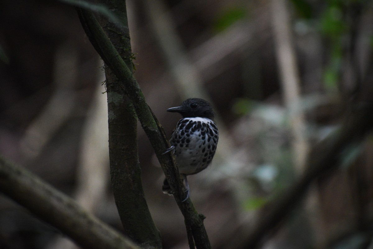 Spotted Antbird - ML618631878