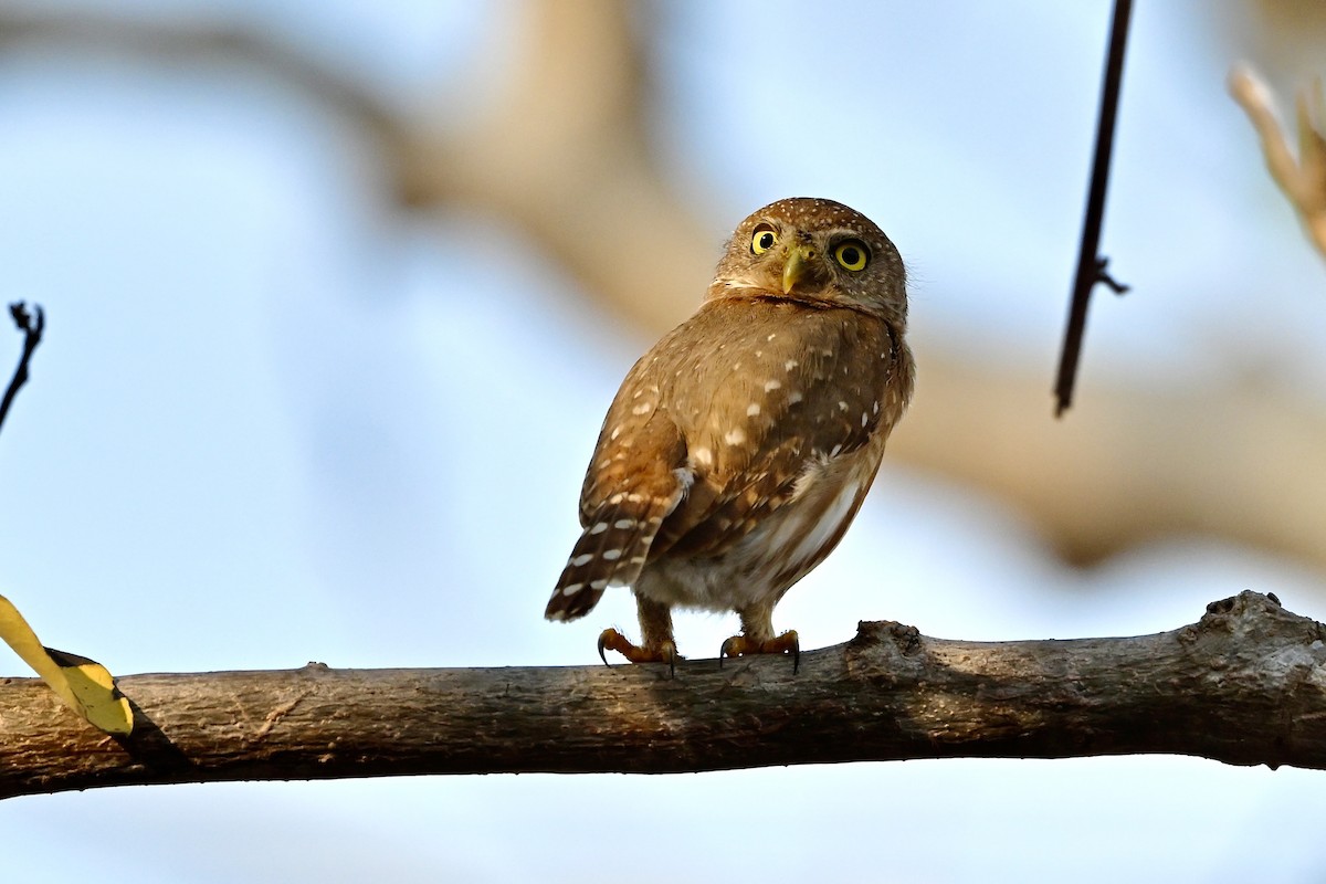 Colima Pygmy-Owl - ML618631907