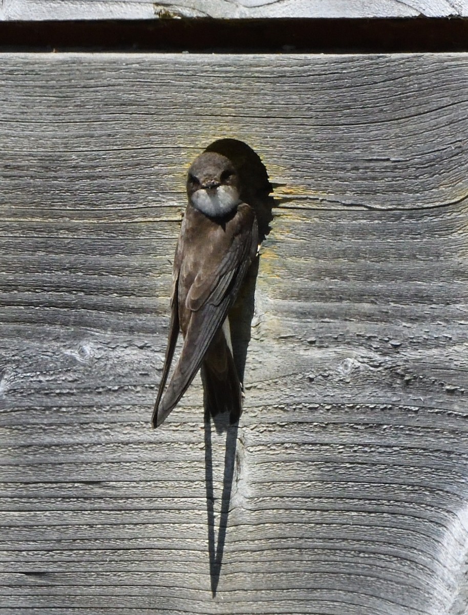 Bank Swallow - Alan Stringer
