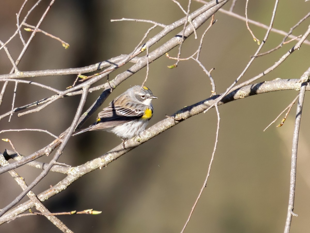 Yellow-rumped Warbler (Myrtle) - ML618632048
