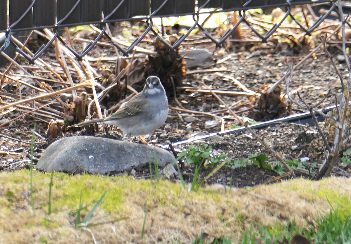 Dark-eyed Junco x White-throated Sparrow (hybrid) - ML618632102