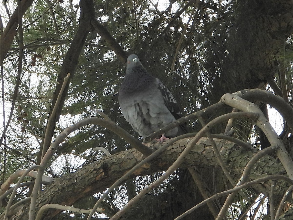 Rock Pigeon (Feral Pigeon) - ML618632103