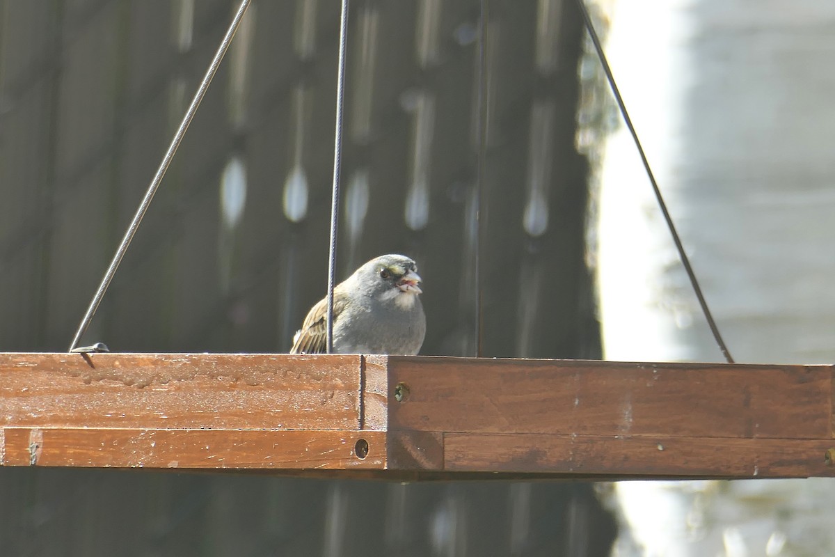 Dark-eyed Junco x White-throated Sparrow (hybrid) - ML618632113
