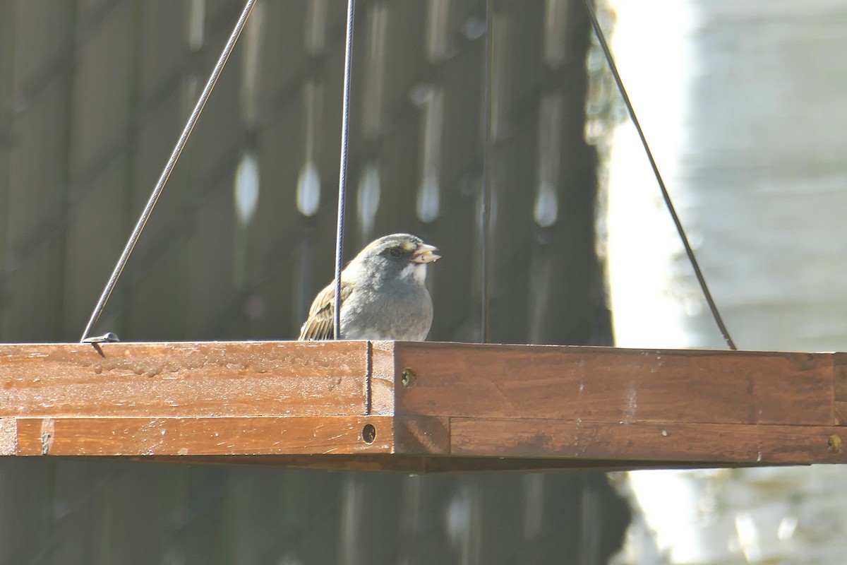 Dark-eyed Junco x White-throated Sparrow (hybrid) - Luce Pelletier