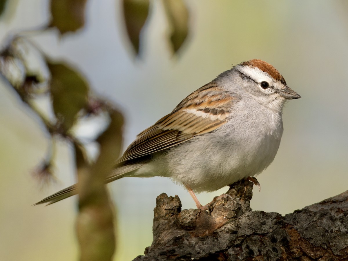 Chipping Sparrow - ML618632132