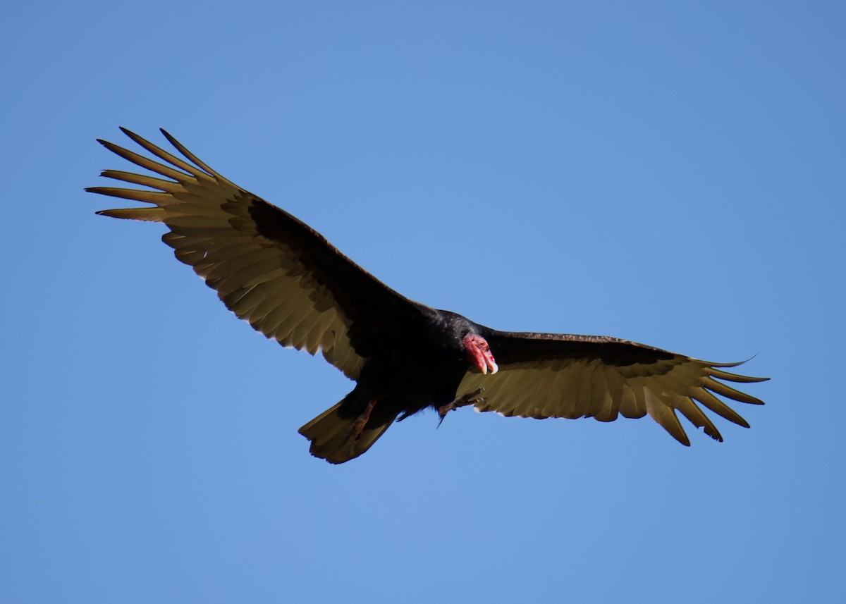 Turkey Vulture - ML618632152