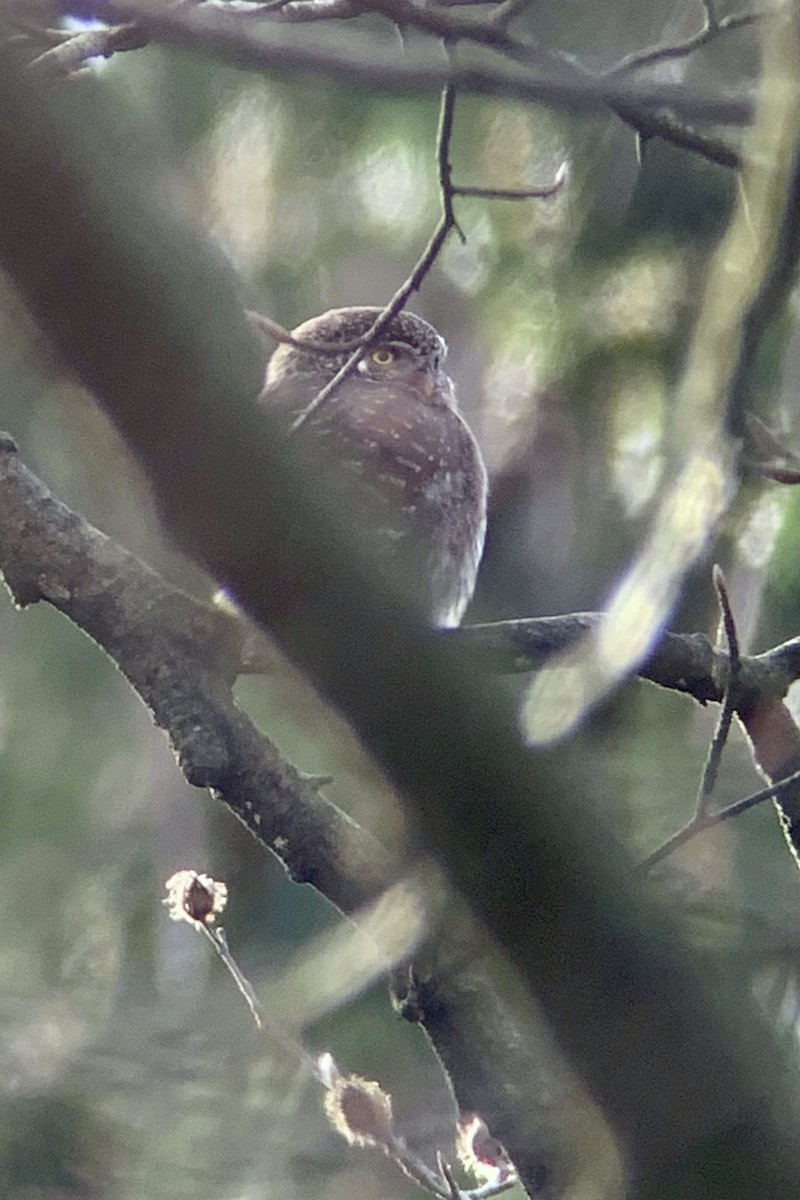 Eurasian Pygmy-Owl - ML618632175