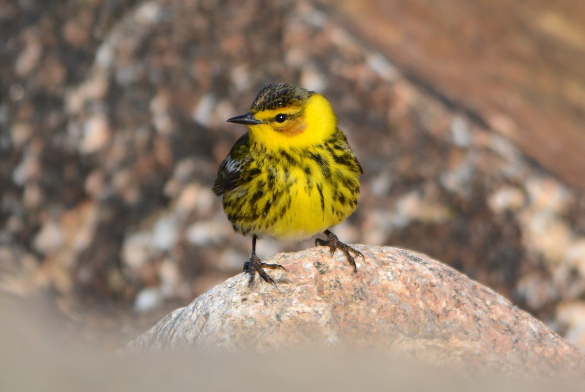 Cape May Warbler - ML618632183