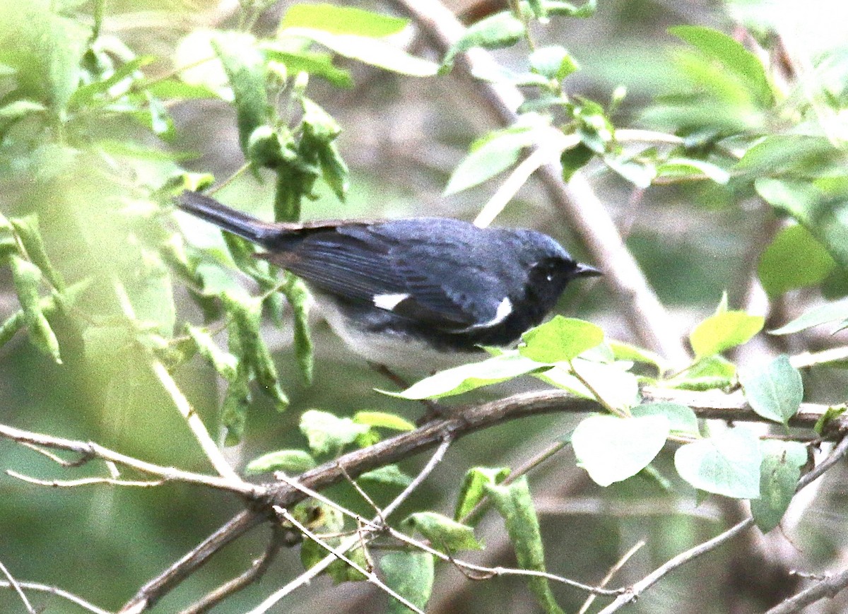 Black-throated Blue Warbler - ML618632205
