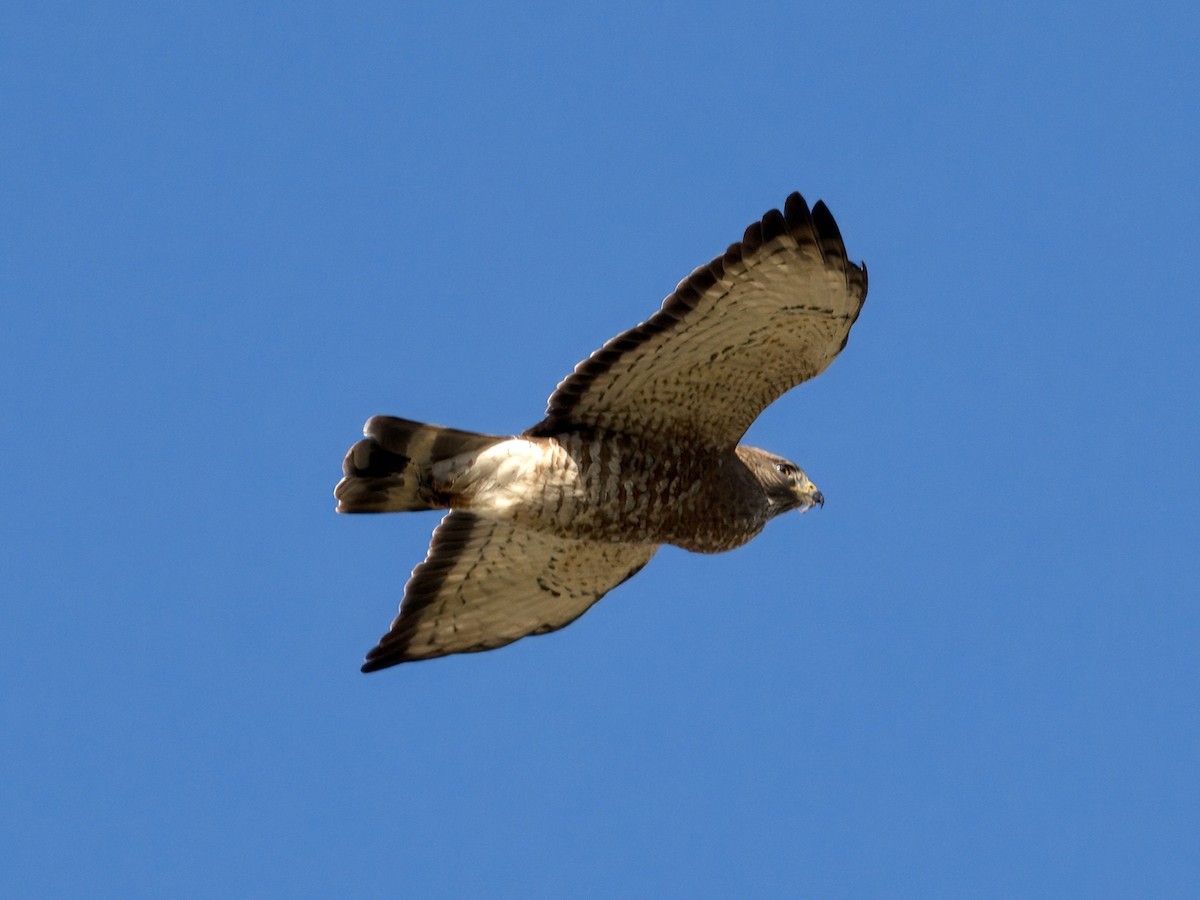 Broad-winged Hawk - ML618632259