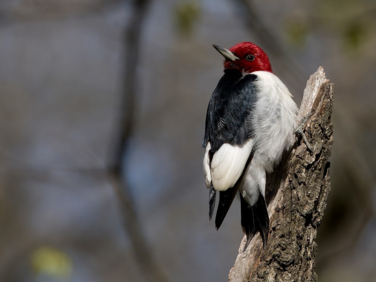 Red-headed Woodpecker - ML618632266
