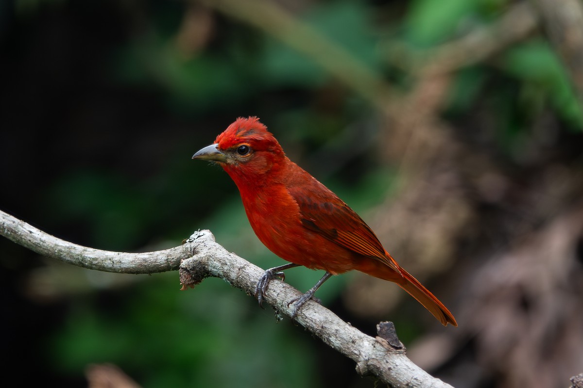 Hepatic Tanager - ML618632271