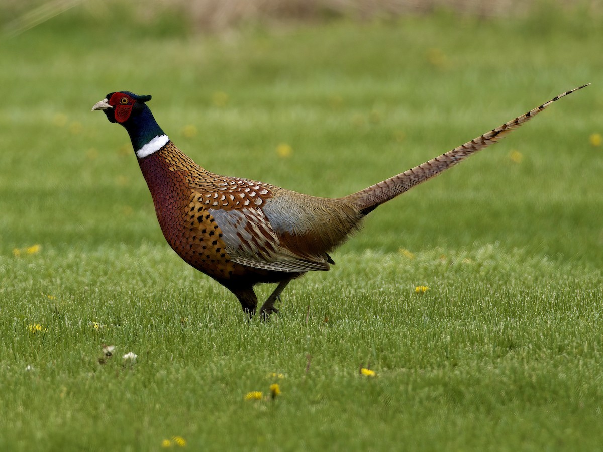 Ring-necked Pheasant - ML618632290
