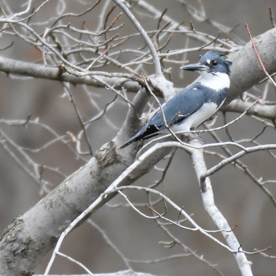 Belted Kingfisher - ML618632311