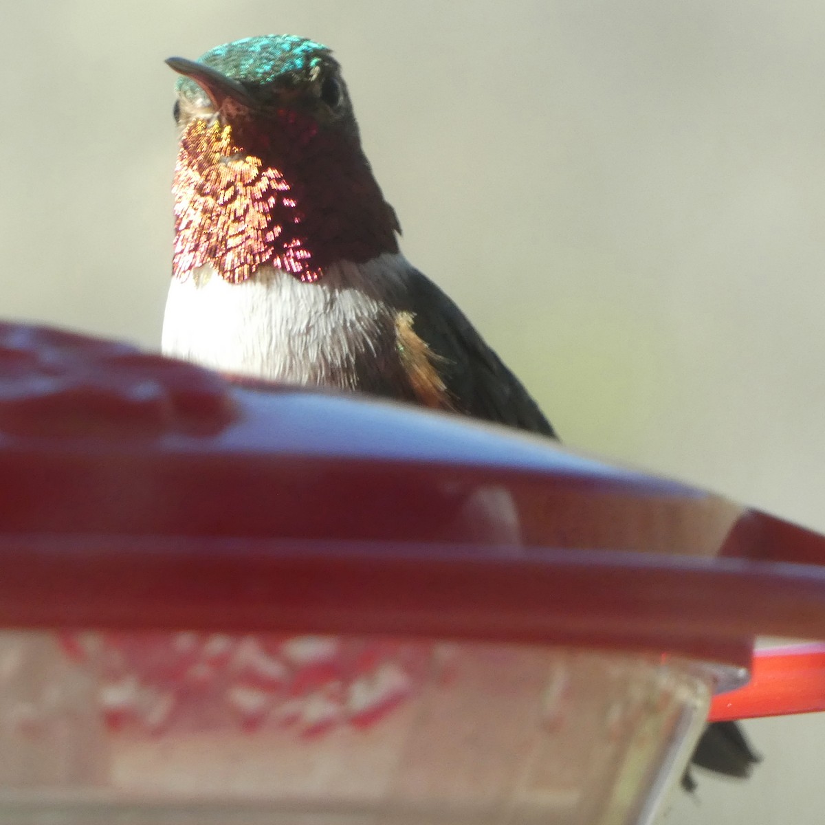 Broad-tailed Hummingbird - ML618632329