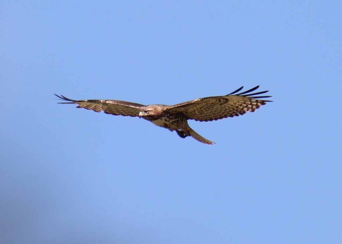 Red-tailed Hawk - ML618632332
