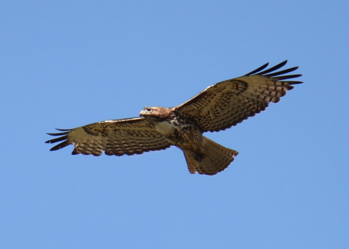 Red-tailed Hawk - ML618632333