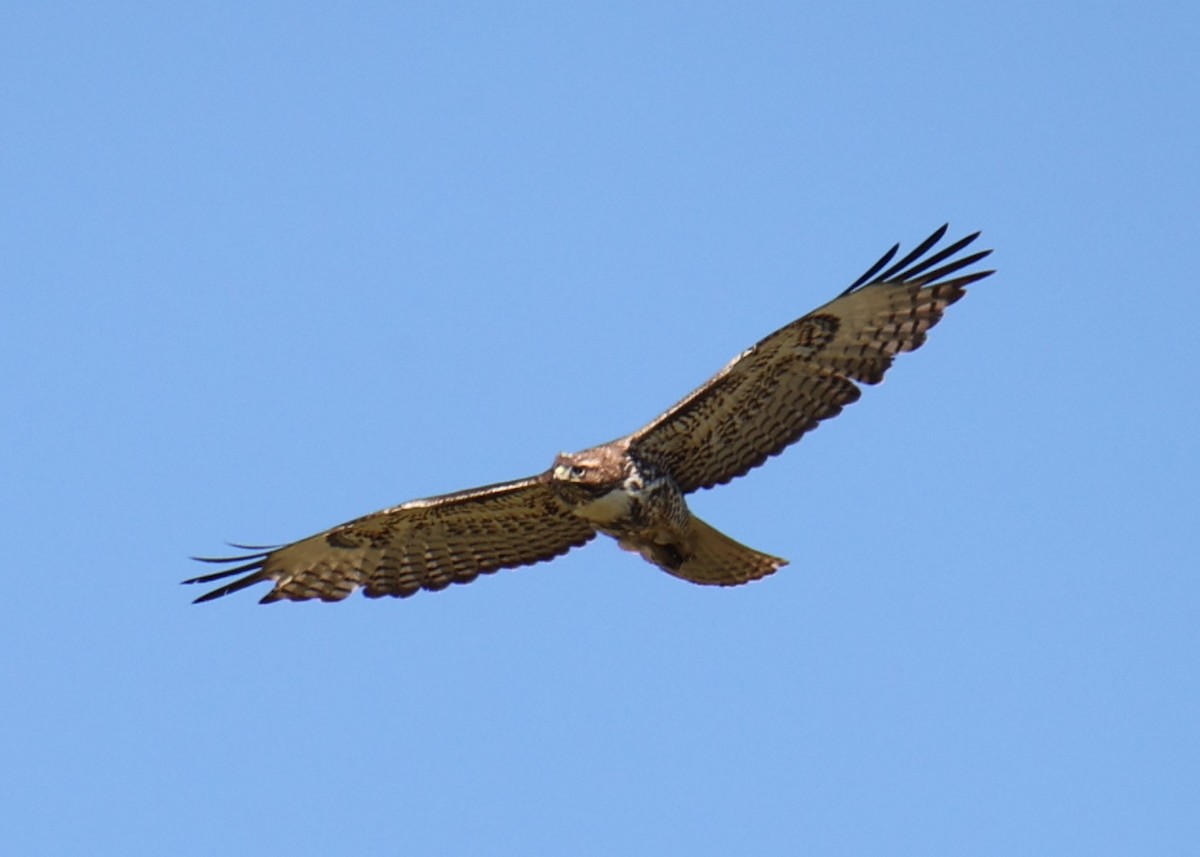 Red-tailed Hawk - ML618632334