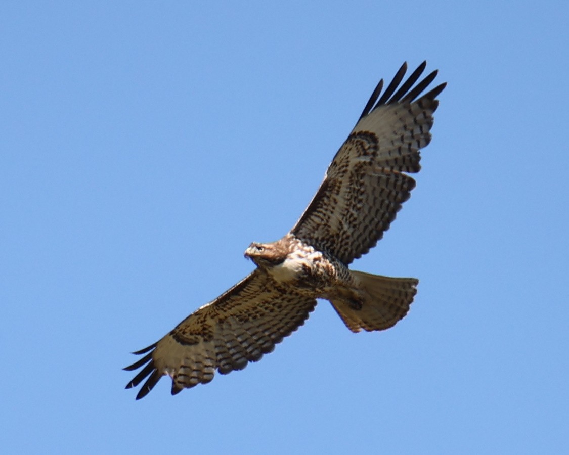Red-tailed Hawk - ML618632336